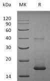 sp-PME30009 C074 AAI03967.1 SDS PAGE 0