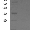 sp-PME30012 C094 P22362 SDS PAGE 0