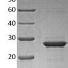 sp-PME30014 C099 P13725 SDS PAGE 0