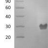 sp-PME30015 C199 P01127 SDS PAGE 0