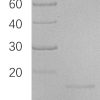 sp-PME30018 CF38 P55774 SDS PAGE 0