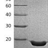 sp-PME30019 CG91 P01375 SDS PAGE 0