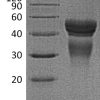 sp-PME30022 CI58 P29459P29460 SDS PAGE 0
