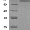 sp-PME30023 CJ95 P40225 SDS PAGE 0