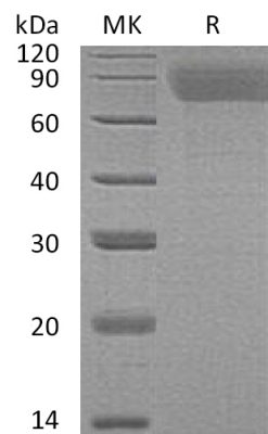 sp-PME30023 CJ95 P40225 SDS PAGE 0