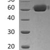 sp-PME30024 CK44 O00300 SDS PAGE 0