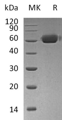 sp-PME30024 CK44 O00300 SDS PAGE 0
