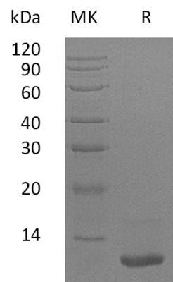 sp-PME30027 C023 P05019 SDS PAGE 0