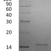 sp-PME30028 C031 P05019 SDS PAGE 0