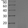 sp-PME30029 CJ43 O14793 SDS PAGE 0