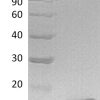sp-PME30031 CG64 Q969H8 SDS PAGE 0