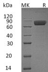 sp-PME30034 CC42 Q08334 SDS PAGE 0