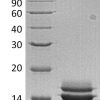sp-PME30036 CI83 P02775 SDS PAGE 0