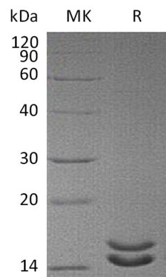 sp-PME30037 CS19 P60568 SDS PAGE 0