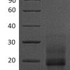 sp-PME30038 CS13 Q99075 SDS PAGE 0