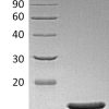 sp-PME30040 CH89 BAG70264.1 SDS PAGE 0