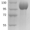 sp-PME30042 C16P Q6UXG2 SDS PAGE 0