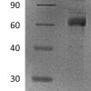 sp-PME30043 CA48 Q13253 SDS PAGE 0