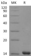 sp-PME30046 CR68 P08620 SDS PAGE 0