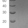 sp-PME30048 CF61 P01344 SDS PAGE 0