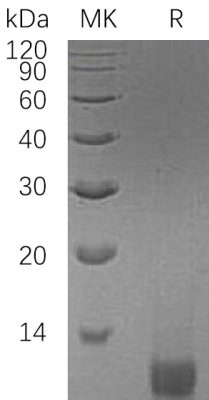 sp-PME30048 CF61 P01344 SDS PAGE 0