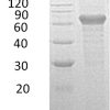 sp-PME30051 CC41 Q6UXL0 SDS PAGE 0