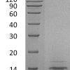 sp-PME30052 CF14 P42830 SDS PAGE 0