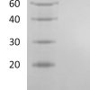sp-PME30053 CF47 P51671 SDS PAGE 0