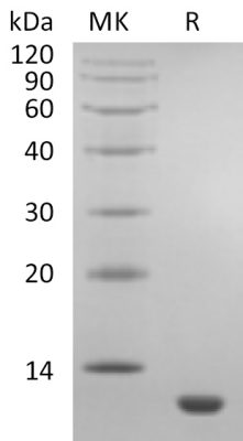 sp-PME30053 CF47 P51671 SDS PAGE 0