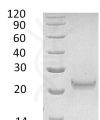 sp-PME30055 CC87 P05000 SDS PAGE 0