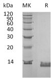 sp-PME30057 CC97 P10145 SDS PAGE 0