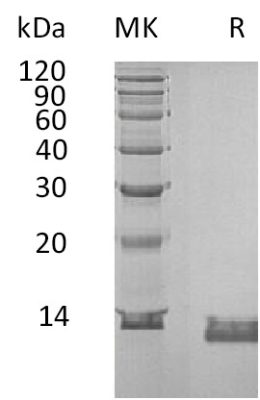 sp-PME30057 CC97 P10145 SDS PAGE 0