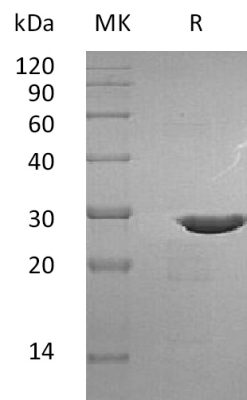 sp-PME30058 C077 P23560 SDS PAGE 0