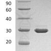 sp-PME30059 C078 P01138 SDS PAGE 0