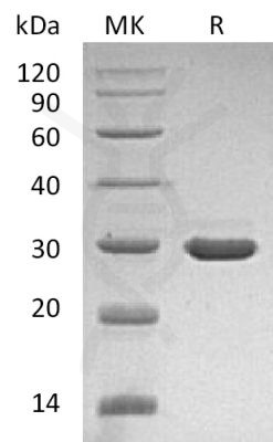 sp-PME30059 C078 P01138 SDS PAGE 0