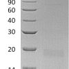 sp-PME30061 CE97 P19876 SDS PAGE 0
