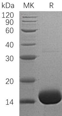 sp-PME30062 CF63 P08700 SDS PAGE 0