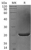 sp-PME30063 CG42 O60258 SDS PAGE 0