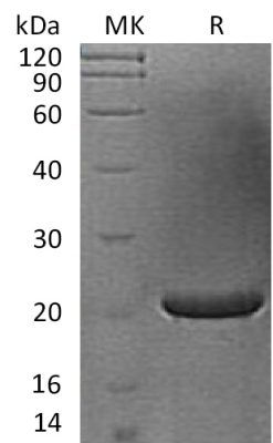 sp-PME30063 CG42 O60258 SDS PAGE 0