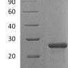 sp-PME30064 CG74 O95750 SDS PAGE 0