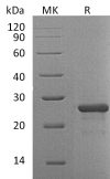 sp-PME30064 CG74 O95750 SDS PAGE 0