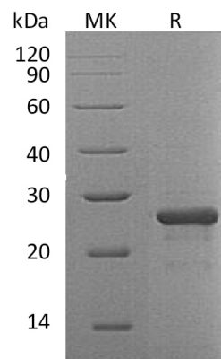 sp-PME30064 CG74 O95750 SDS PAGE 0