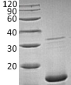 sp-PME30065 CH53 P05230 SDS PAGE 0