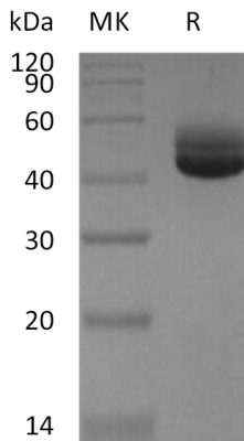 sp-PME30068 C01H P05112 SDS PAGE 0