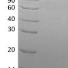 sp-PME30070 C439 Q16627 SDS PAGE 0