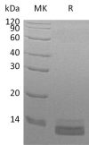 sp-PME30070 C439 Q16627 SDS PAGE 0