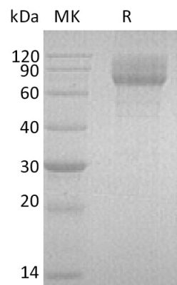 sp-PME30071 CJ29 Q969J5 2 SDS PAGE 0