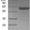 sp-PME30072 CK94 Q13261P40933 SDS PAGE 0
