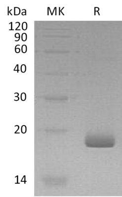 sp-PME30073 CS26 Q8IZI9 SDS PAGE 0