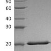 sp-PME30074 CS36 Q8IZJ0 SDS PAGE 0